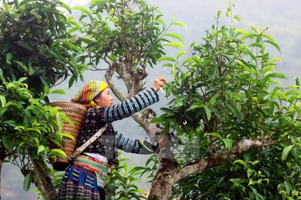 Chè Shan Tuyết Hồng Thái có mùi vị đặc trưng của núi rừng Tây Bắc