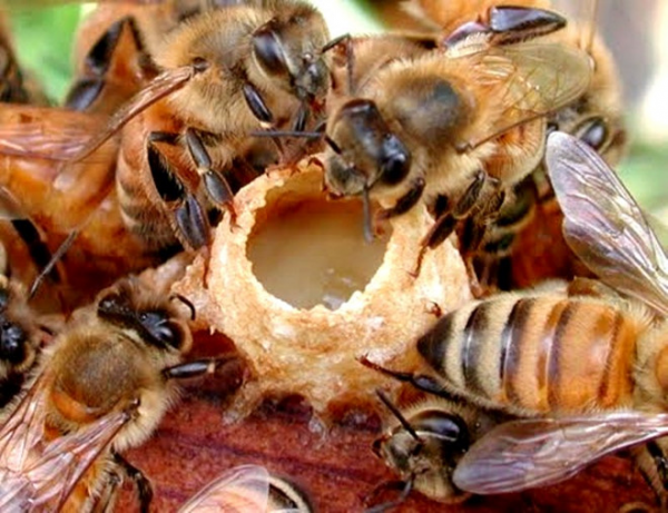Chăm sóc sức khỏe an toàn, hiệu quả bằng sữa ong chúa